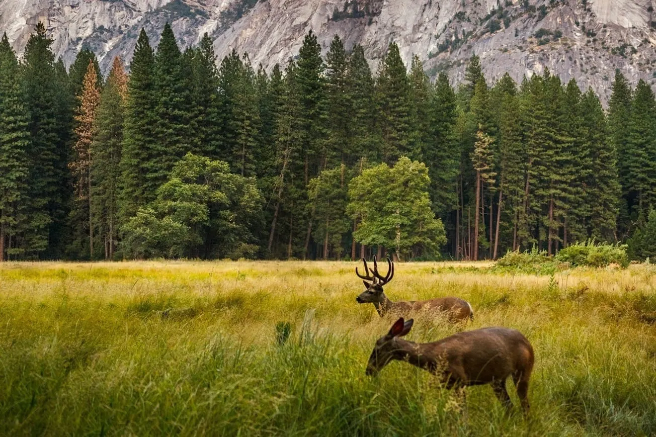 How Much Trump Raised For National Parks by Making Foreigners Pay Extra