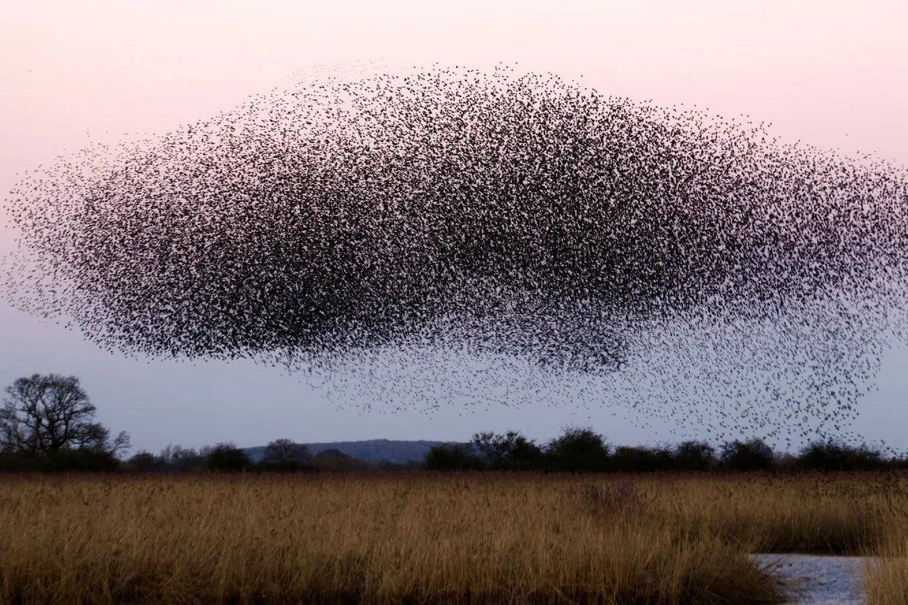Get The Flock Out