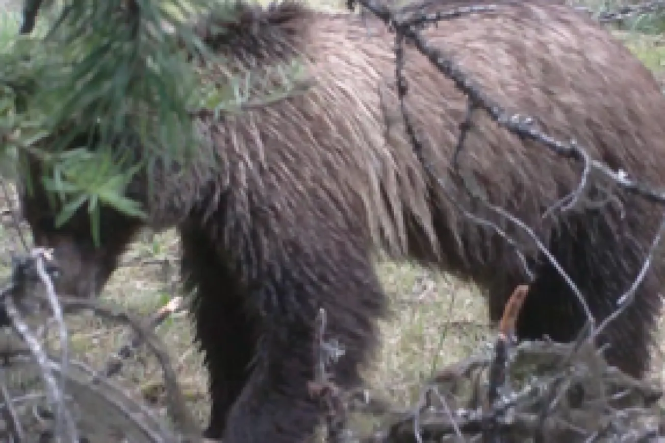 Bear Attacks 20-Year-Old Archery Hunter In Montana