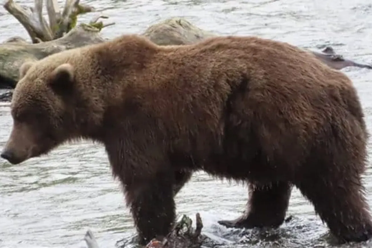 Fat Bear Week Begins As Alaska’s Biggest Bears Battle For the Crown