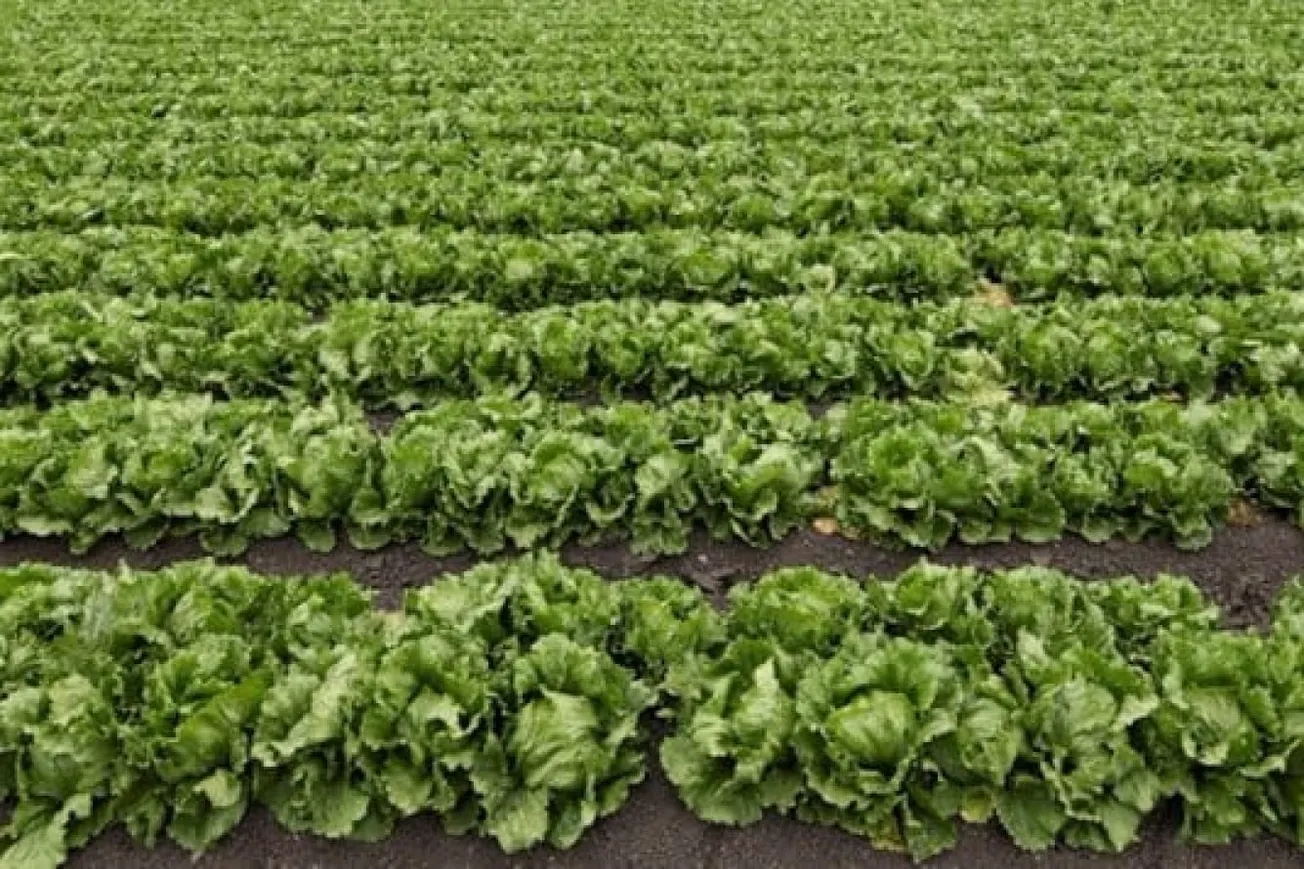 CDC Ends Lettuce-Linked Cyclosporiasis Outbreak Investigation