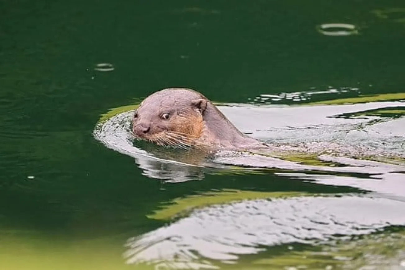 Lake Tahoe Swimmer Injured In Rare Otter Attack