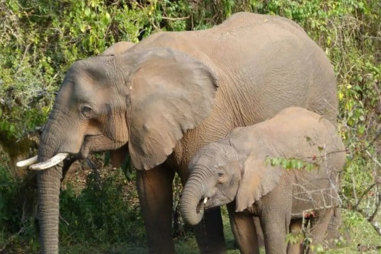 Elephants May Use Medicinal Plants To Treat Themselves, Study Finds