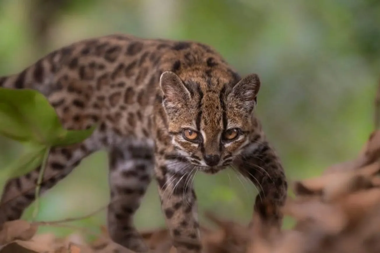 New Cat Species Discovered In Bolivia After More Than A Century