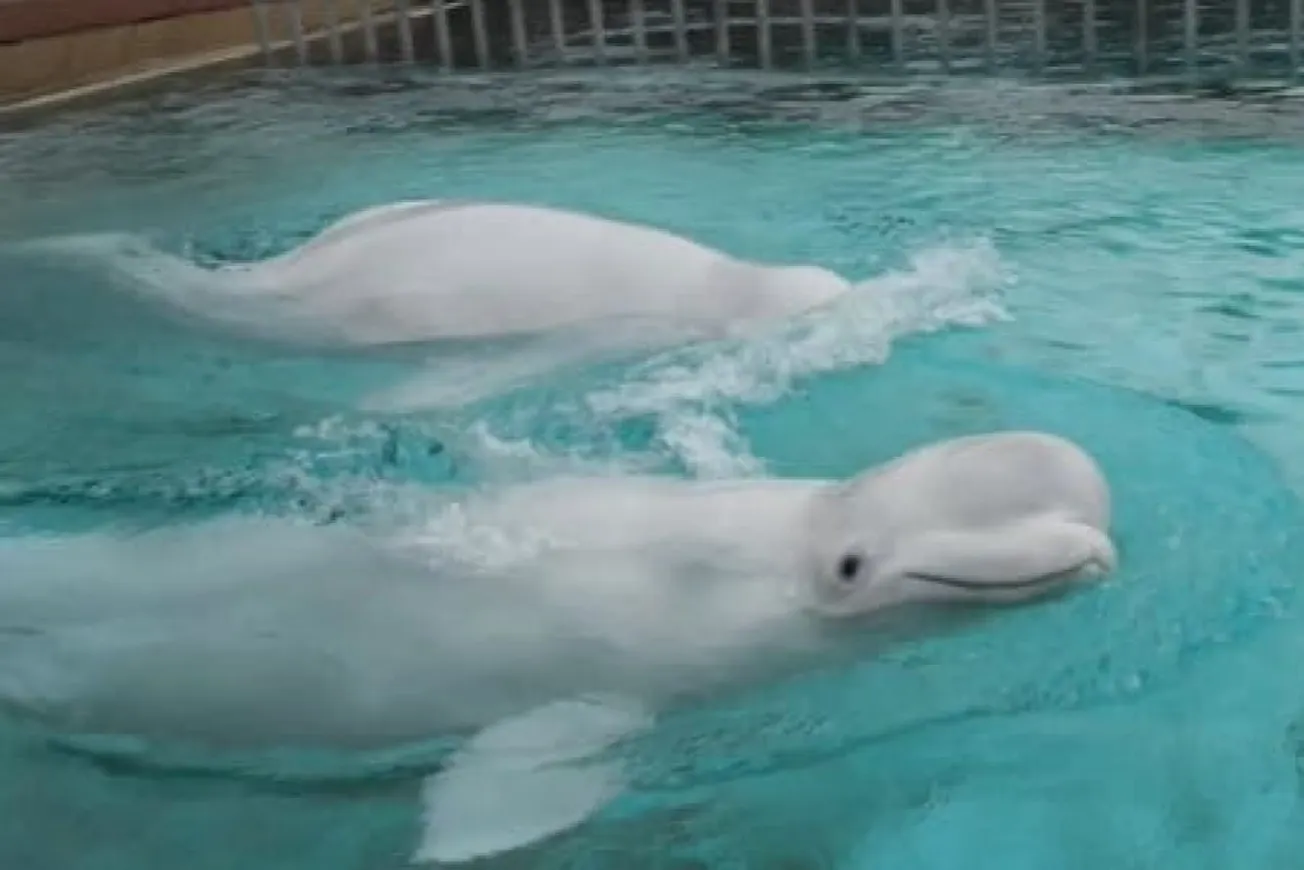 Shedd Aquarium Reports Deaths Of Two More Beluga Whales
