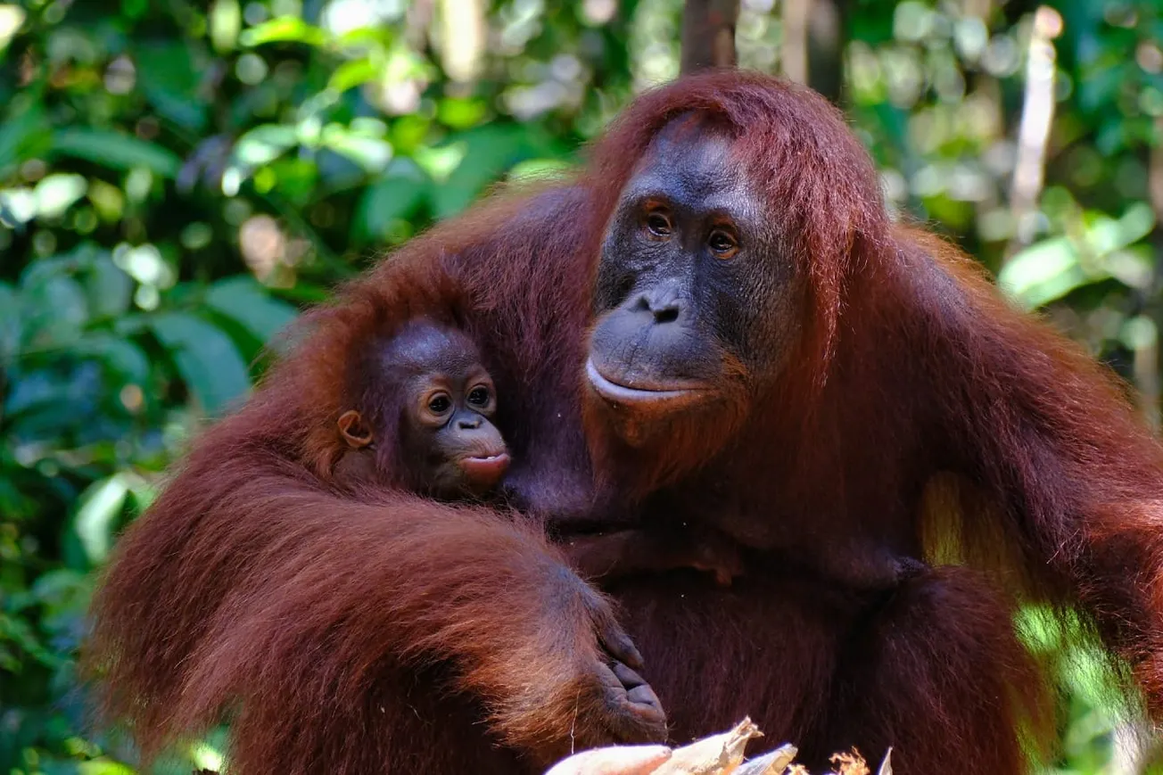 Watch: Urgent Rescue Operations Underway As Wildfires Threaten Indonesian Orangutans
