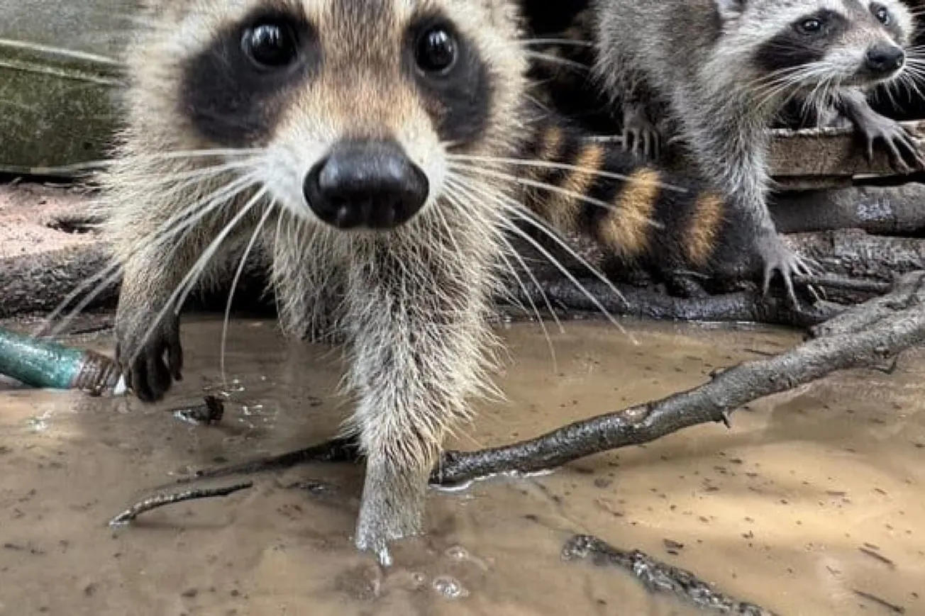 Mississippi Wildlife Rescue Runs ‘Boot Camp’ For Orphaned Raccoons
