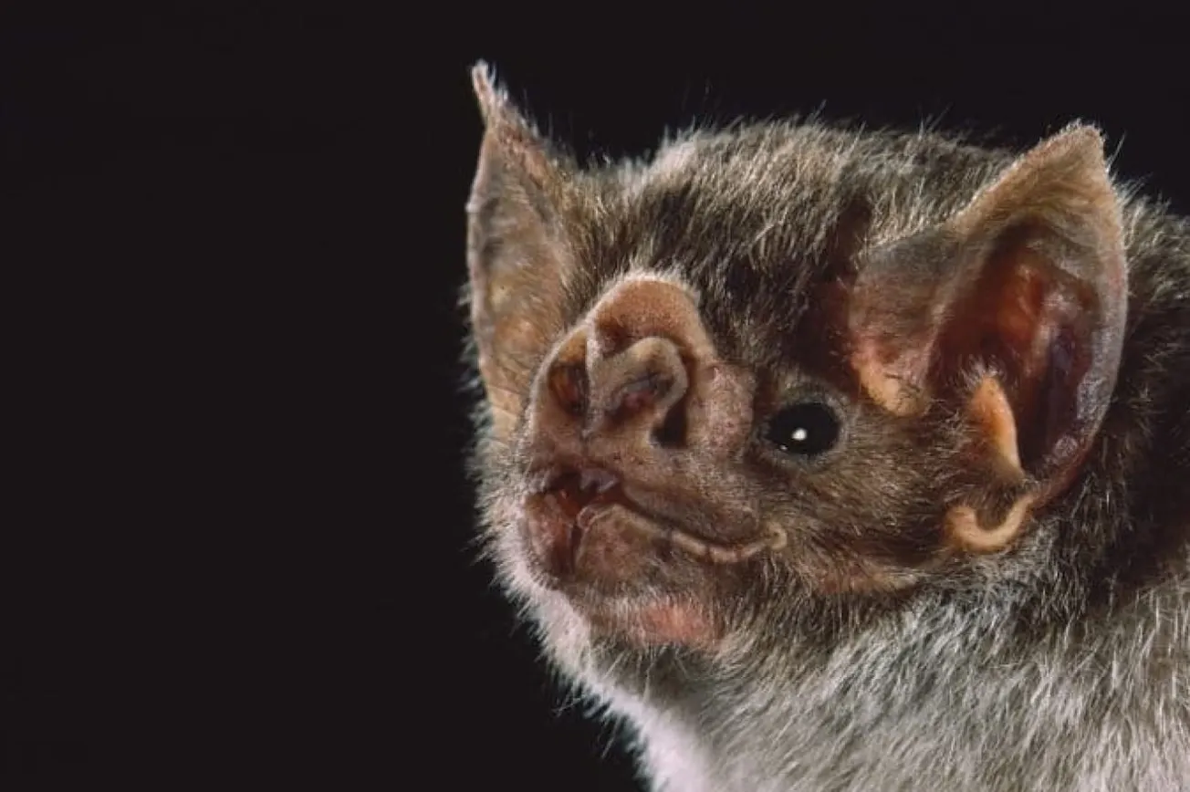 Study Suggests Bats Originated In Europe About 65 Million Years Ago