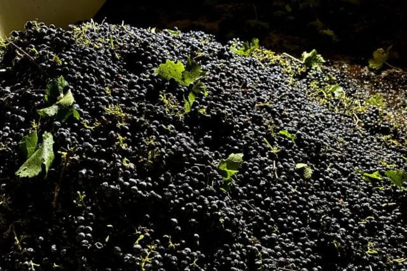 California Farmers Struggle As Wine Grape Demand Continues To Fall