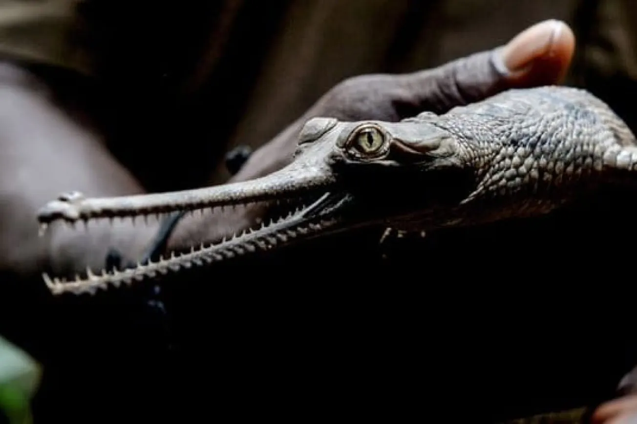 Scientists Identify New Ancient Crocodile Species From Rock Used To Build Great Sphinx