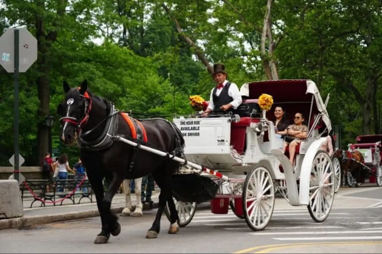 New York City Votes To Ban Horse-Drawn Carriages by 2028