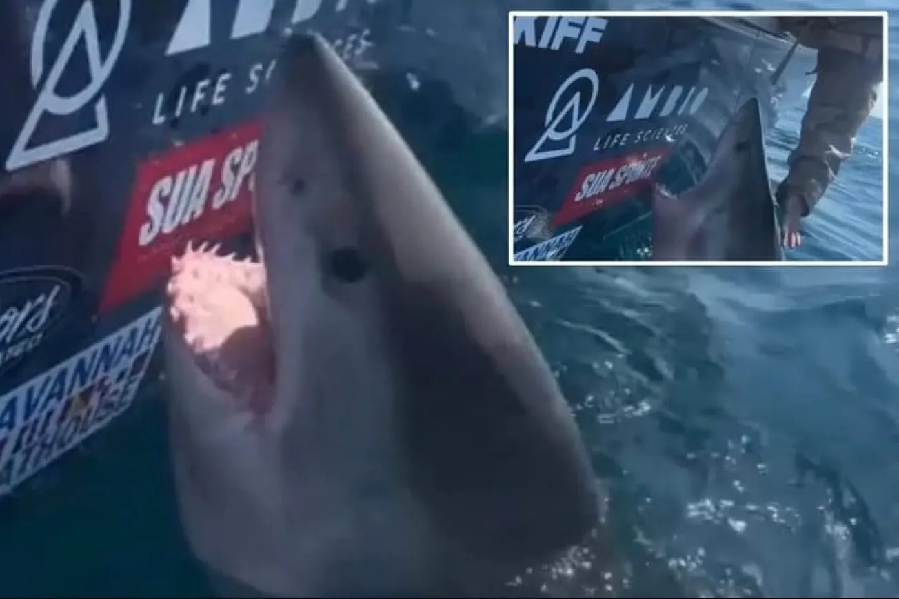 Great White Shark Lunges At Woman During Georgia Tagging Expedition