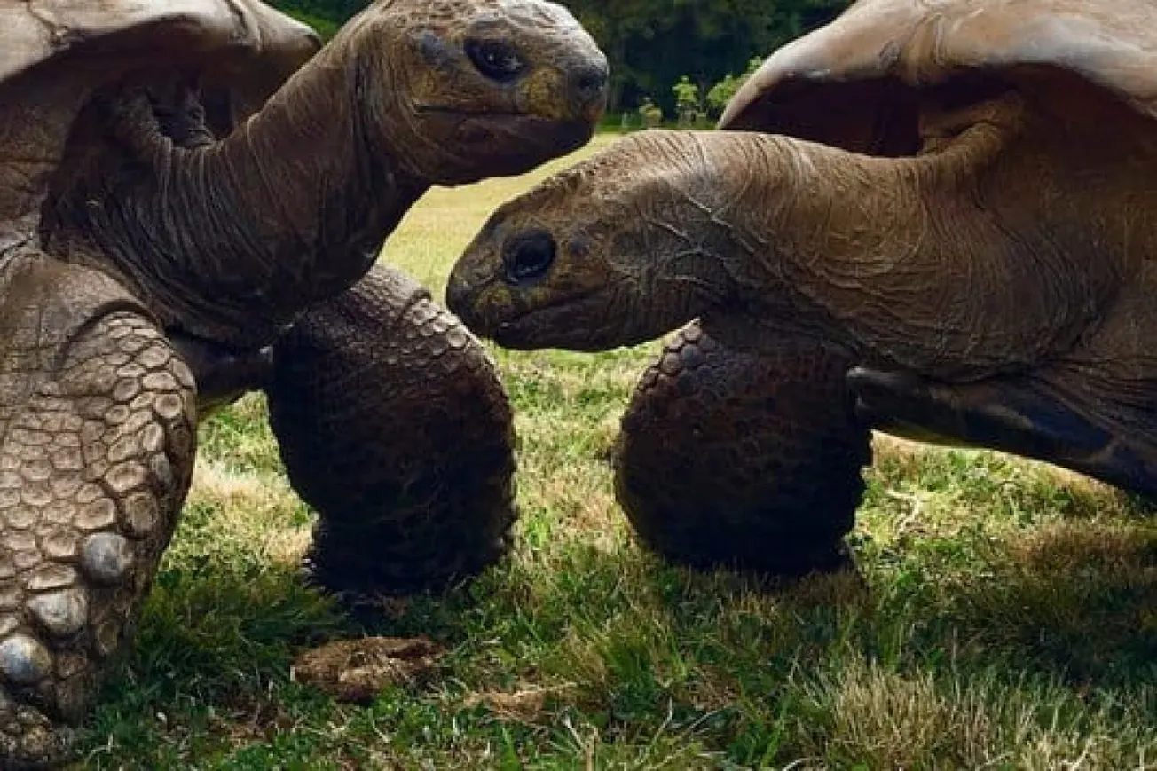 194-Year-Old Tortoise Jonathan Reveals Genetic Clues To Longevity