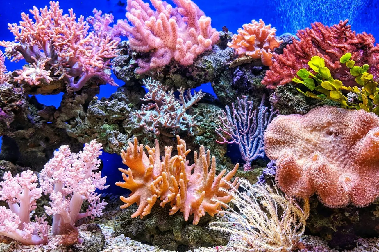 Watch: Global Assessment Finds 44% Of Reef-Building Coral Species At Risk