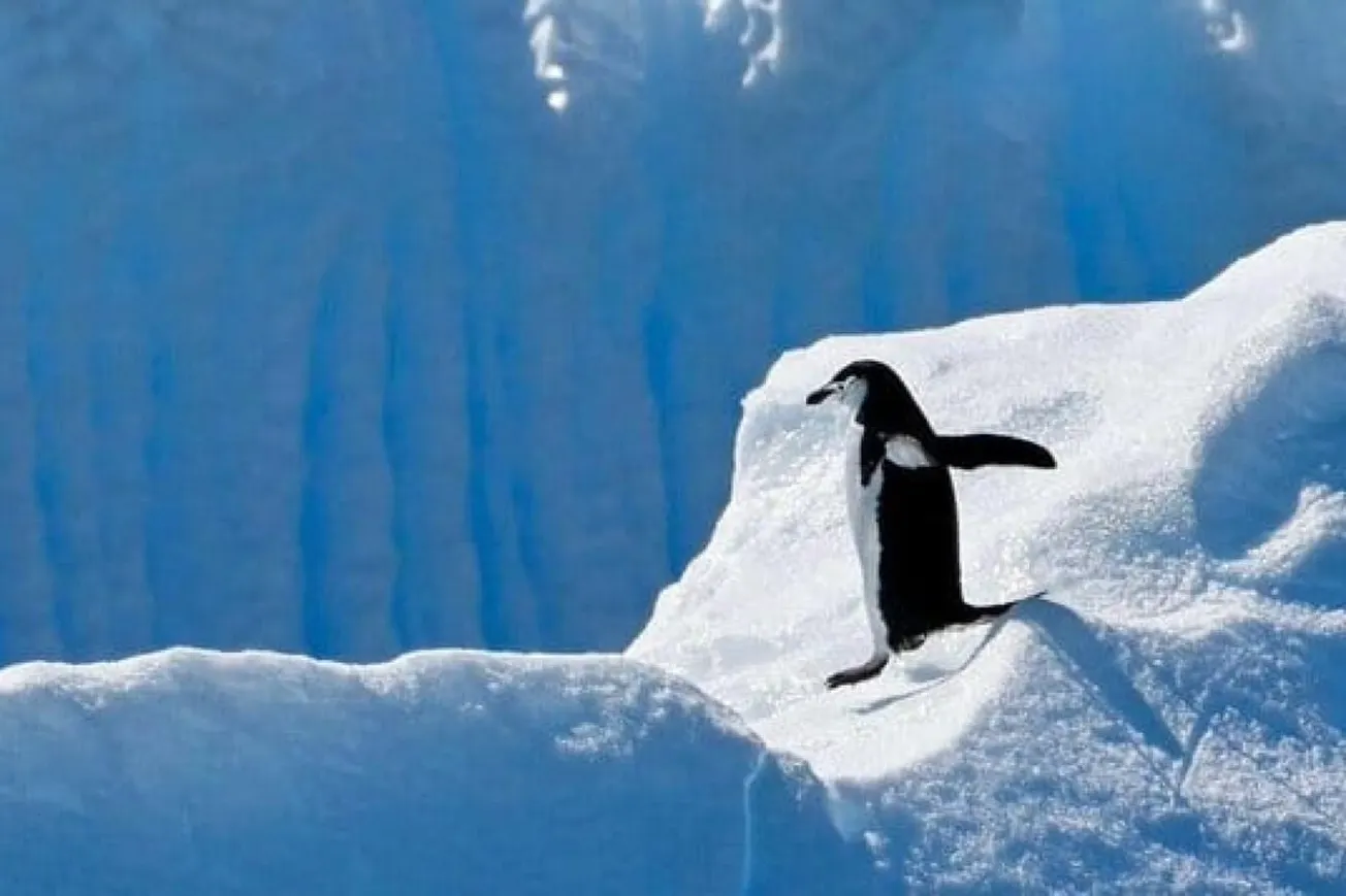 World’s Largest Penguin Colony Shrinks 63% In 14 Years