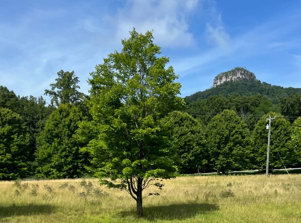 You Can't Miss It! How Our Ancestors Found Their Way Home