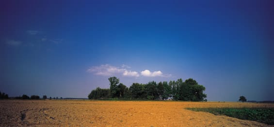 1 field