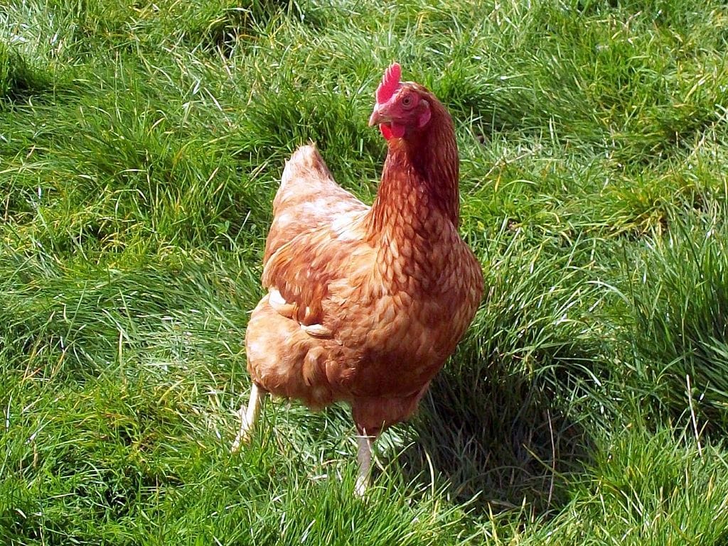 1024px-Chicken_free_range_1.jpg