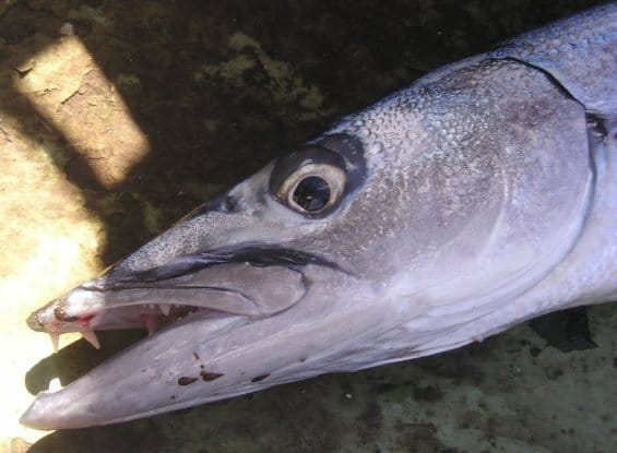 Barracuda