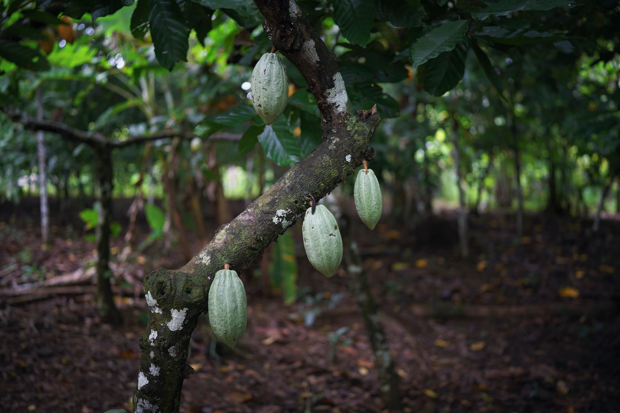 Frutos de cacau crescendo nas terras ocupadas por Raimunda Gomes