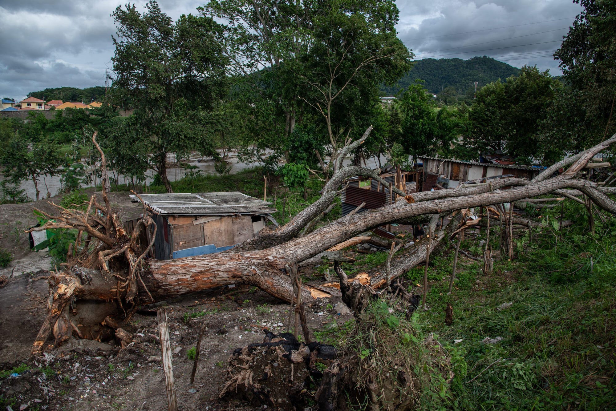 Árvore caída em frente a casa.