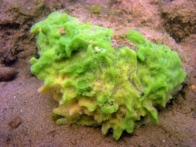 640px-Spongilla_lacustris.jpg