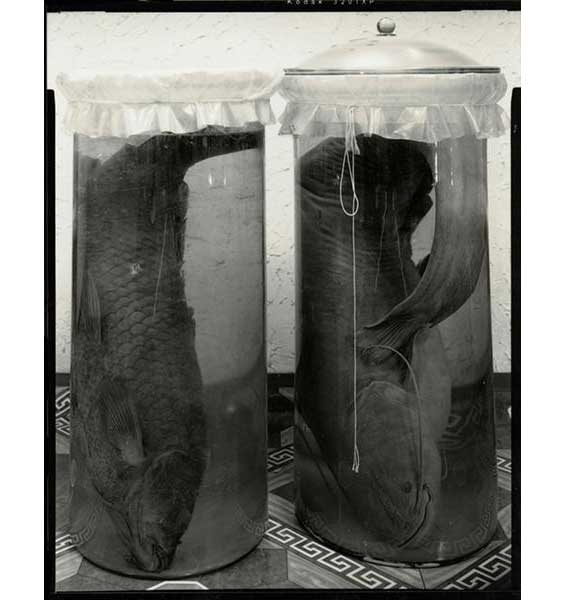 Fish in formaldehyde (Som & Sazan), lost species of the Aral Sea