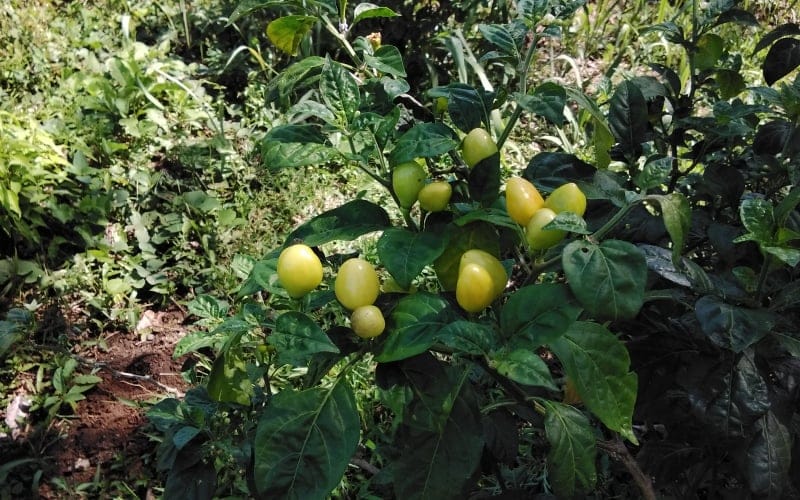 Cultivo de pimenta na chagra de Nancy