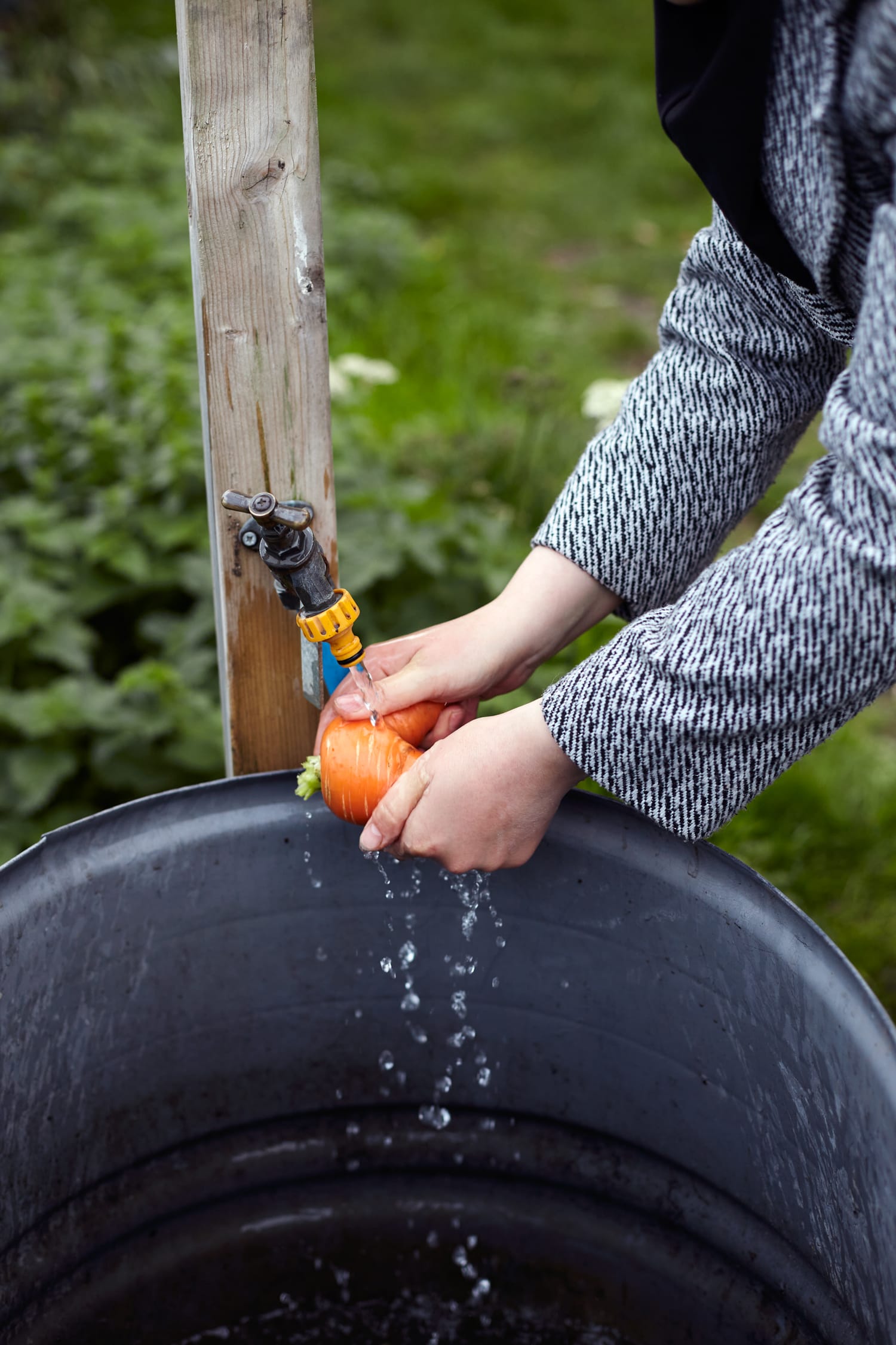 At Mahmoud's allotment - Aloha Bonser-Shaw.jpg