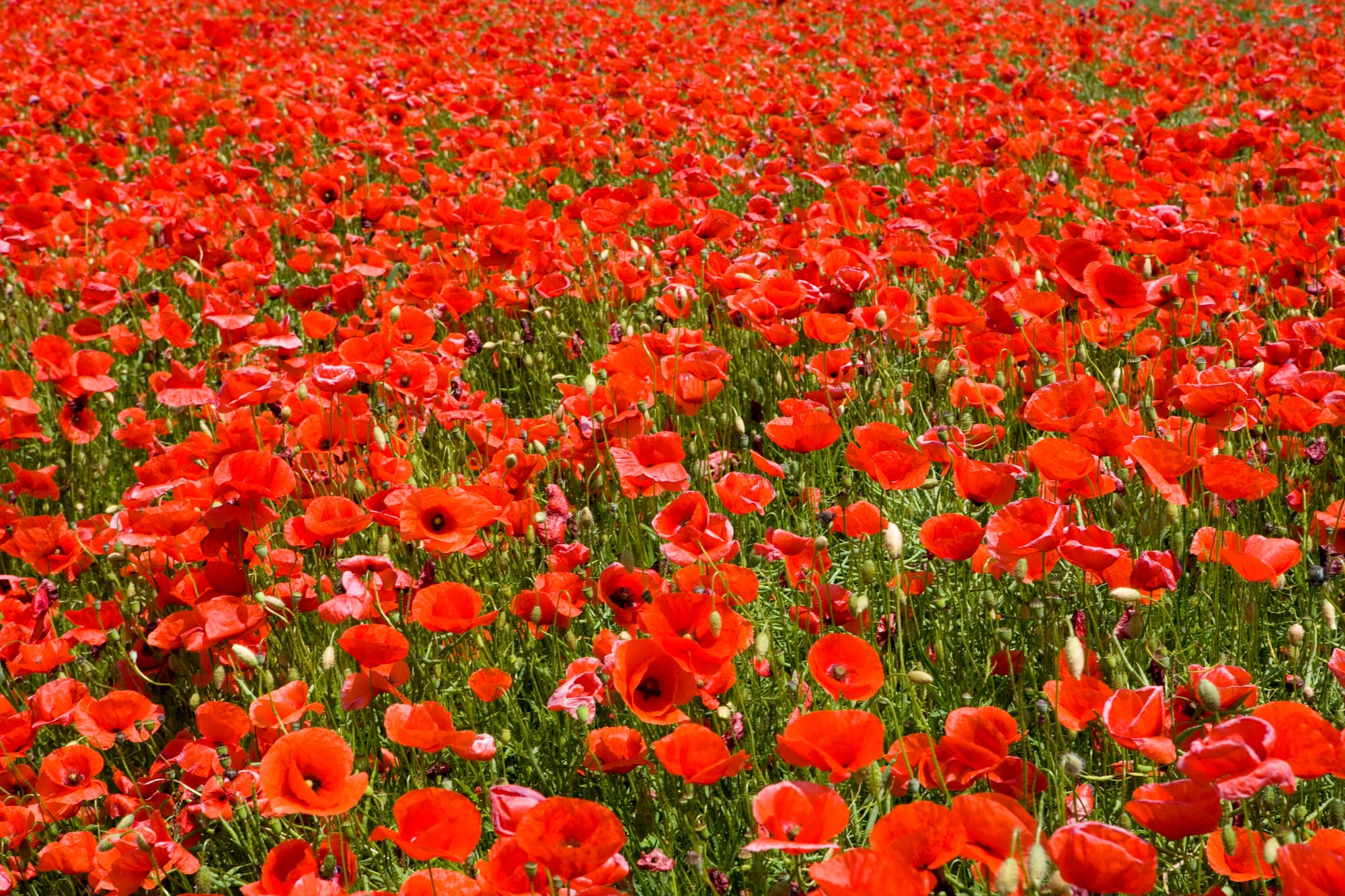 Campo de papoulas