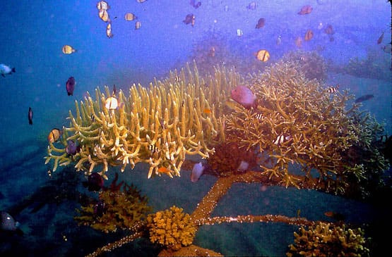 Biorock_reef.jpg