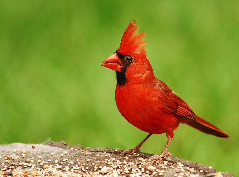 Red cardinal