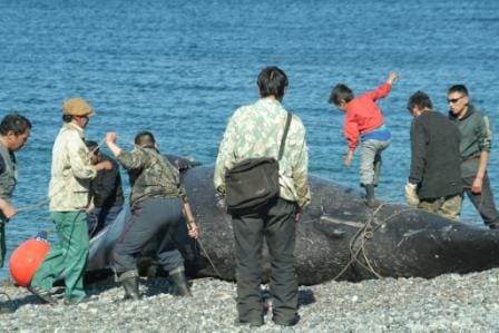 Chukchi_hunt_baby_whale.jpg