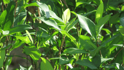 Folhas de coca de plantações no Putumayo, na Colômbia