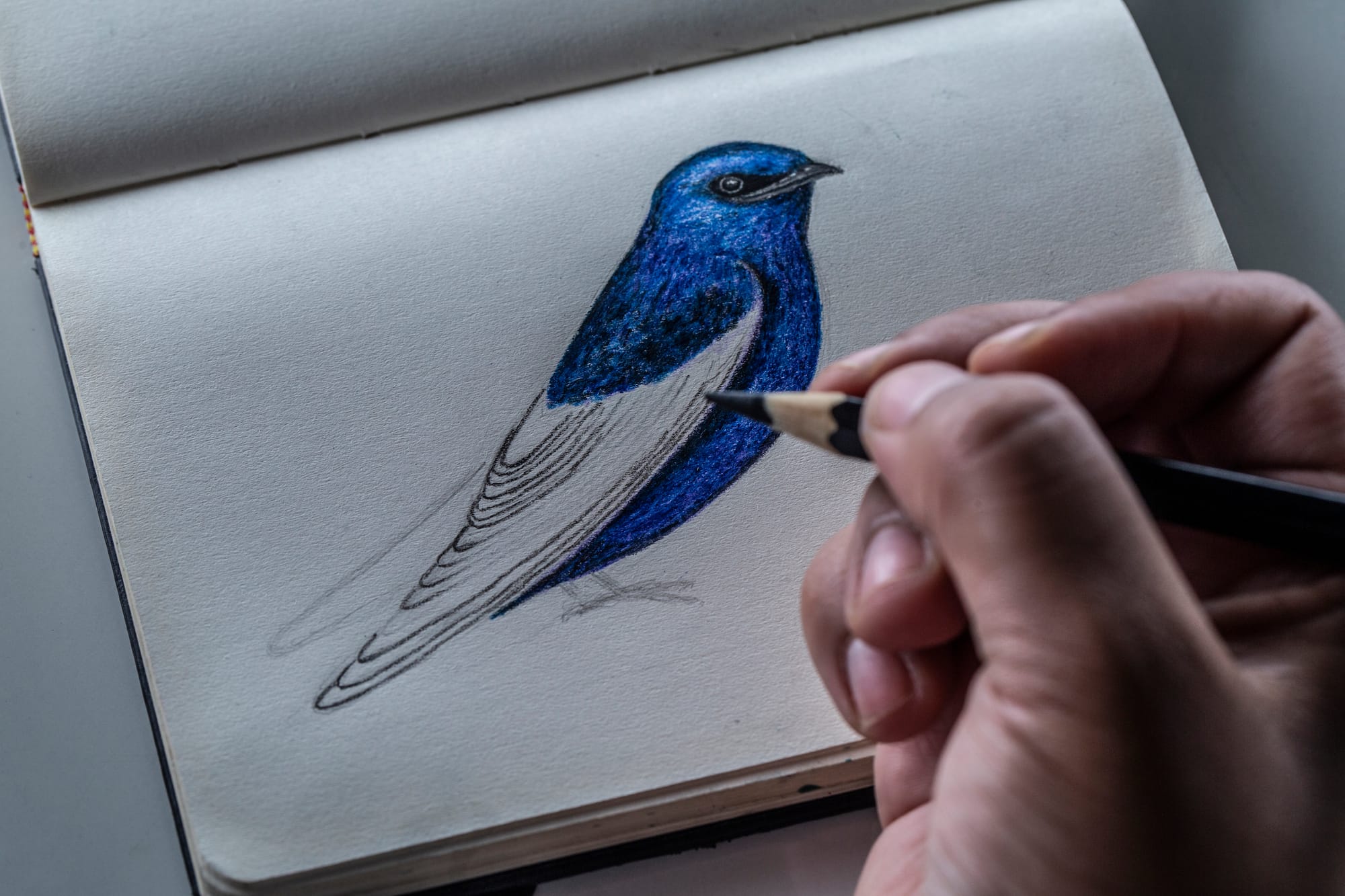 Ilustración de una golondrina azul realizada por la doctoranda Clarissa de Oliveira Santos