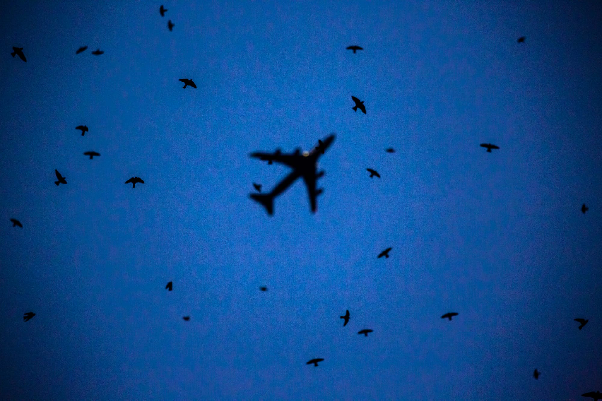 Un avión surca el cielo cerca de unas golondrinas azules.