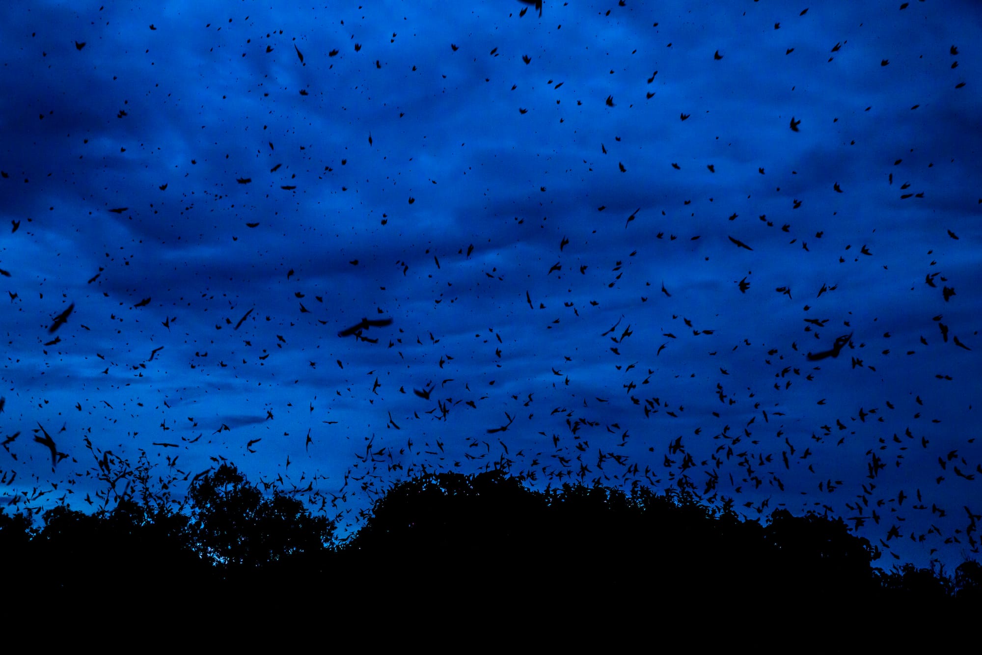 Bandada de golondrinas azules sobrevuelan la isla de Camaru