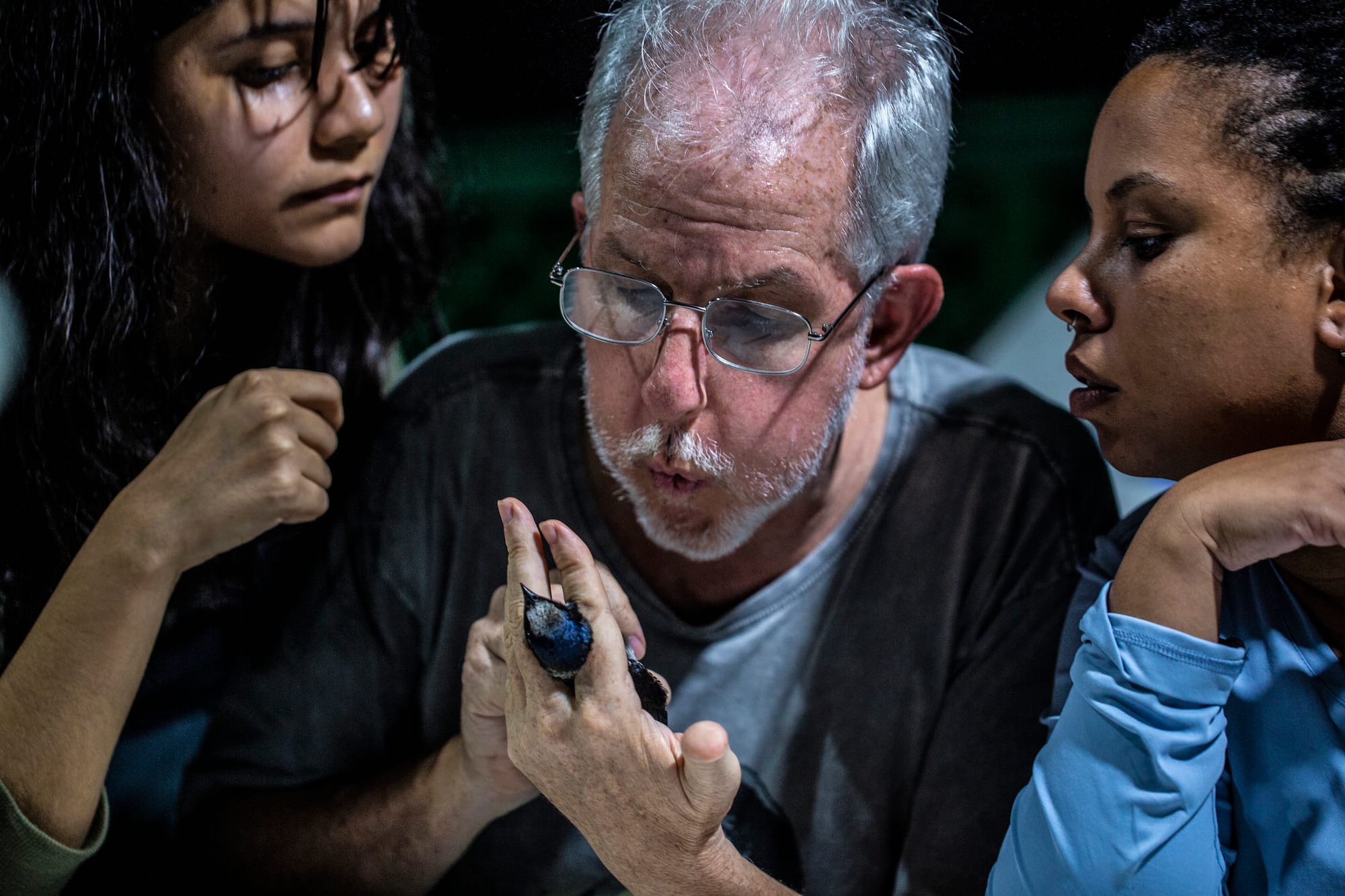 Mario Cohn-Haft, experto en aves del Instituto Nacional de Investigaciones del Amazonas, sopla en el pecho de una golondrina azul para examinarla.