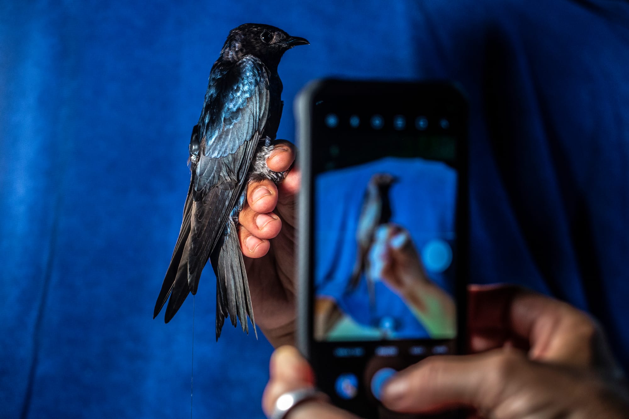 Un ejemplar de golondrina azul es retratado por los investigadores cerca de la isla de Comaru antes de ser liberado de nuevo