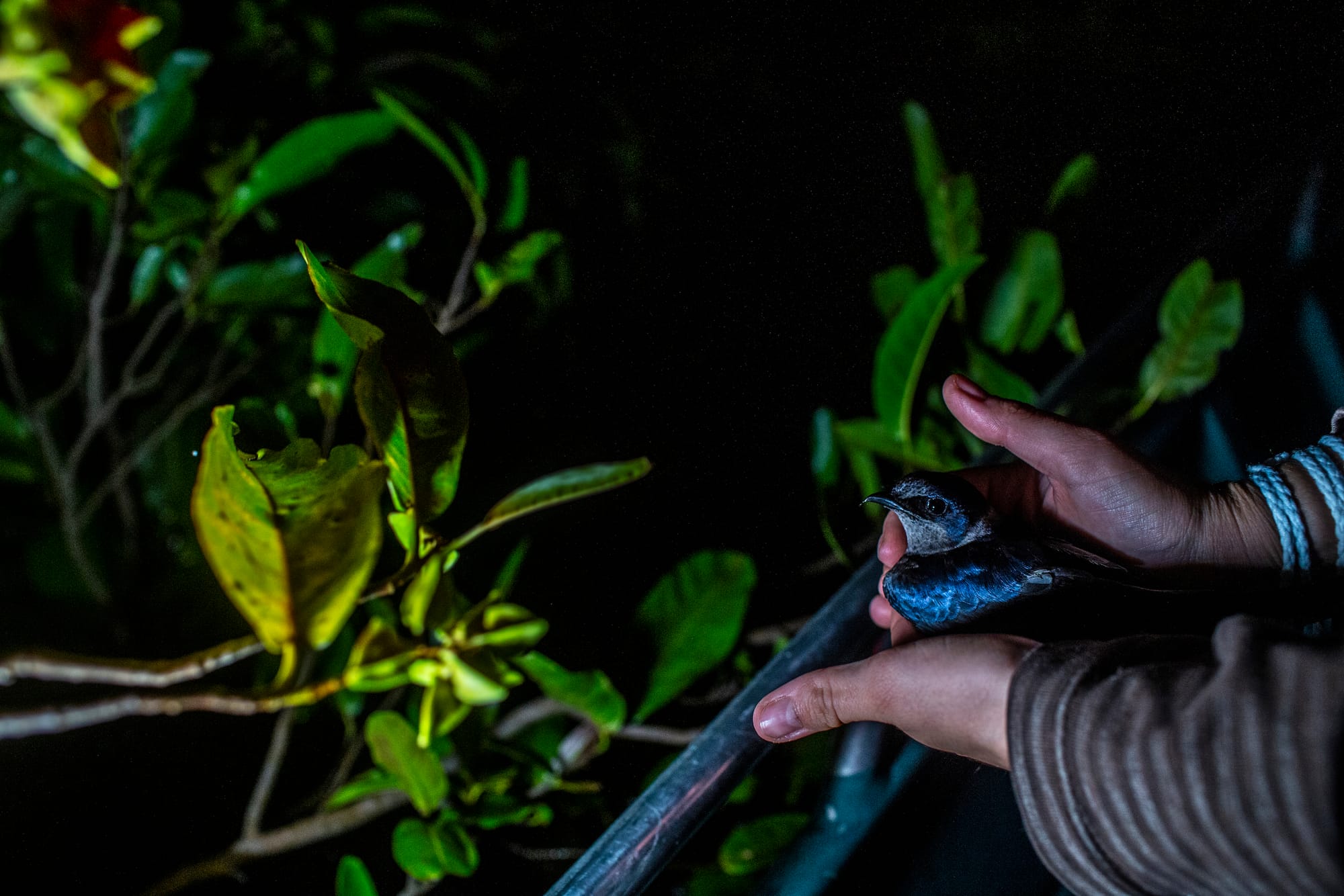 La investigadora Clarissa de Oliveira Santos suelta una golondrina azul después de haber tomado datos sobre ella