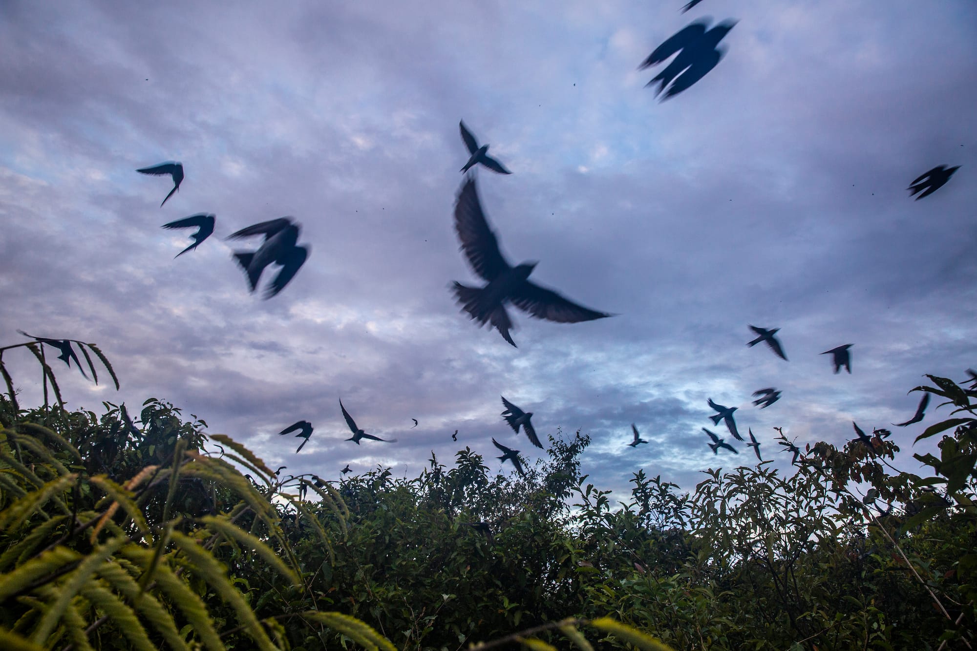 Golondrinas azules vuelan temprano por la mañana para alimentarse en la isla Comaru