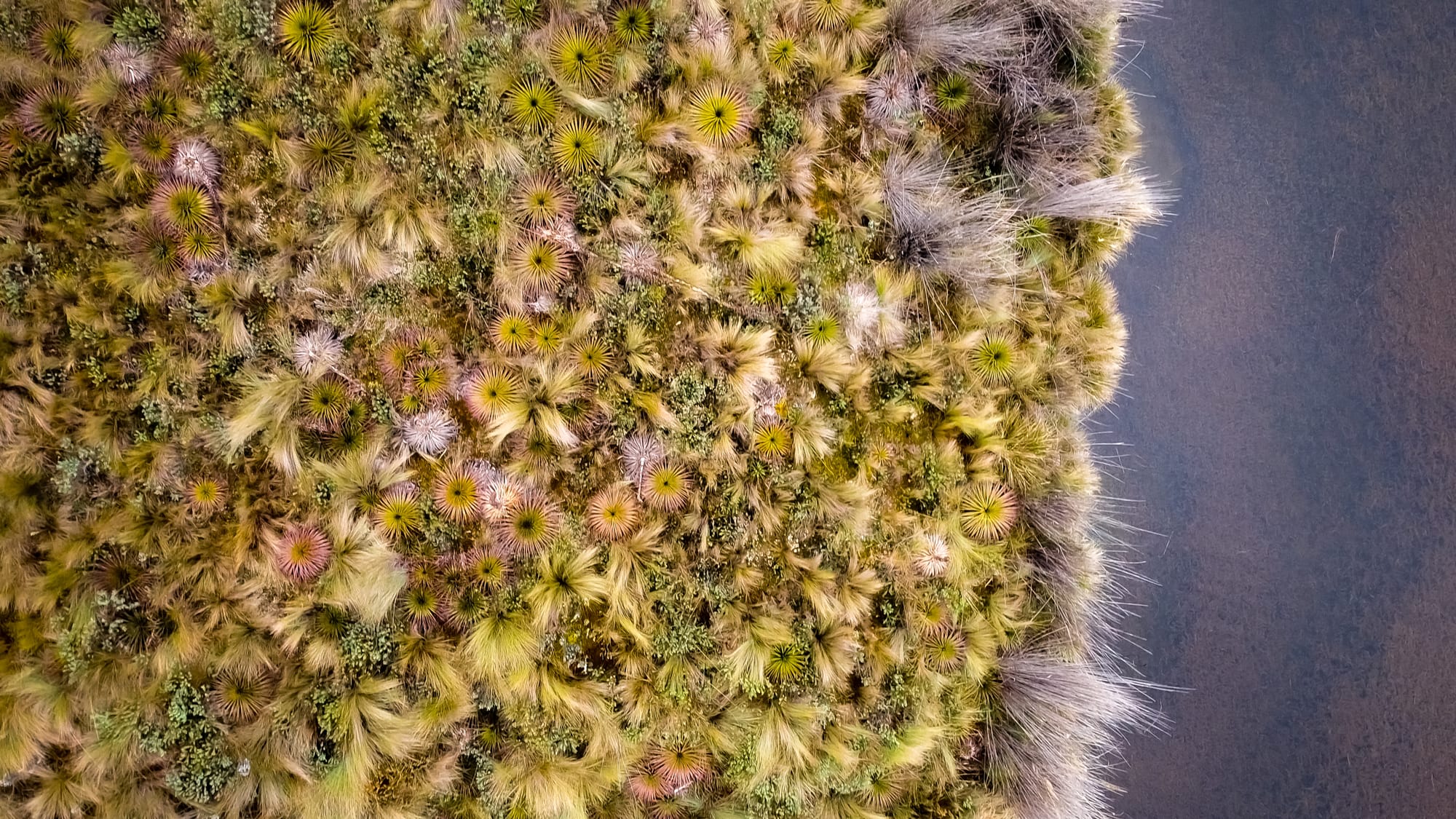 Vegetação vista de cima à beira do rio