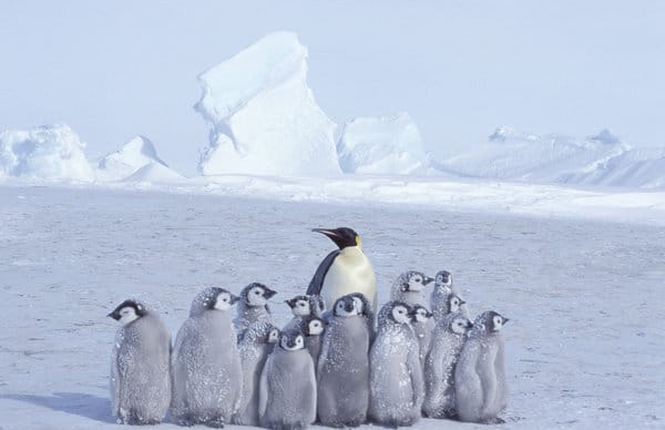 PA-12158687.jpg Pinguins imperadores no glaciar Dawson-Lambton, Antártica