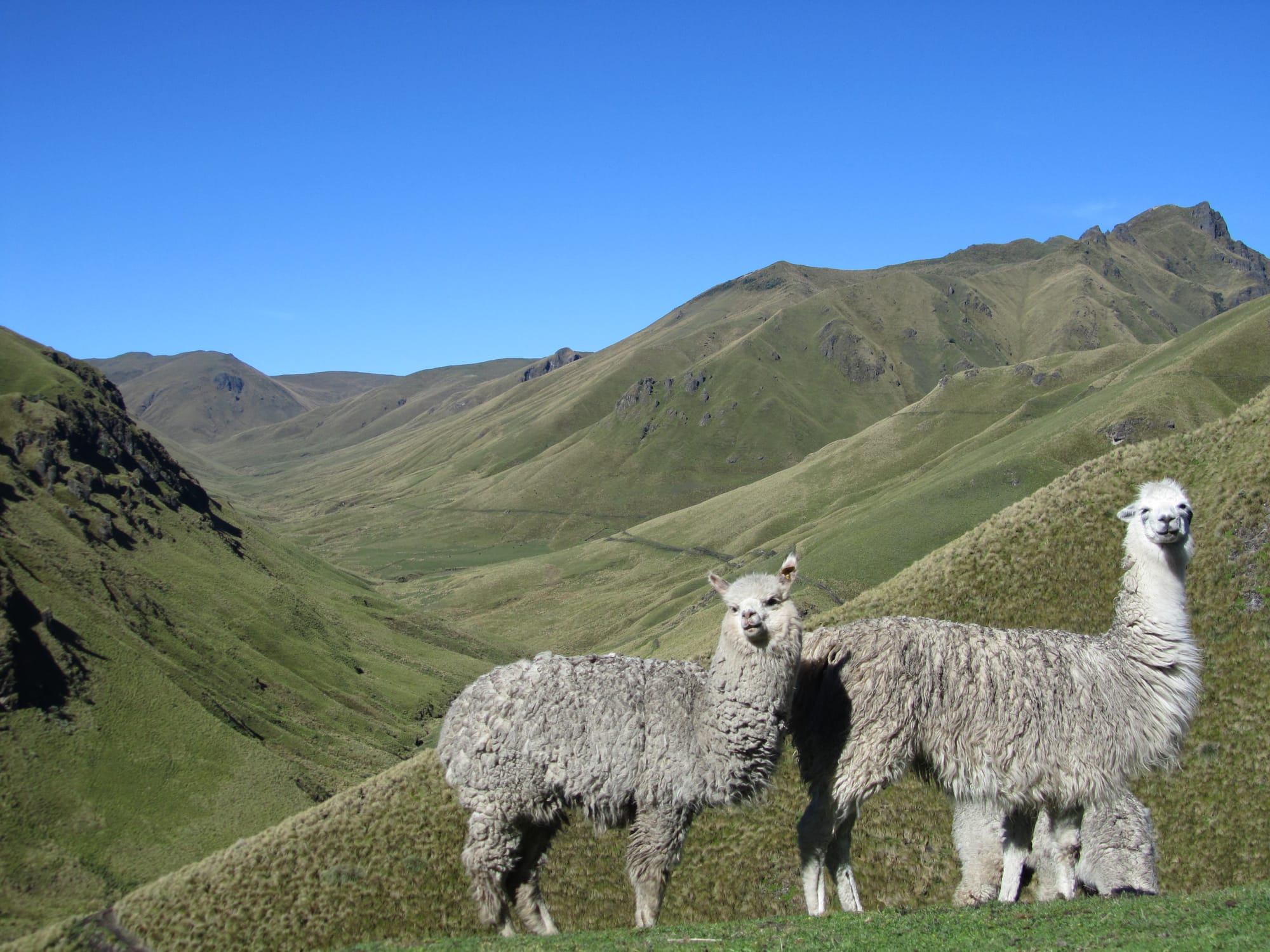Alpacas en el páramo; provincia de Cotopaxi, Ecuador