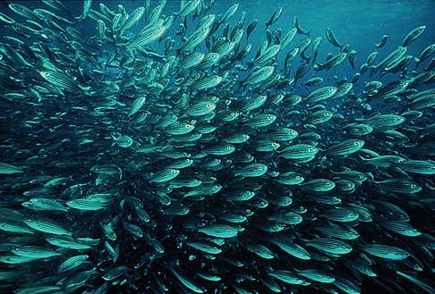 2. Amy Prinsloo Girl at sea