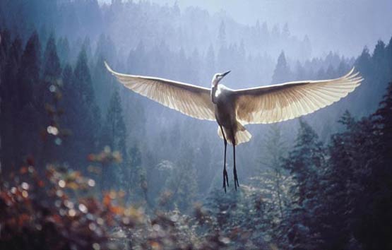 fragileworld-egret.jpg