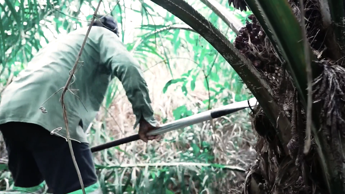 Trabalhadores colhendo as “coroas” do dendê