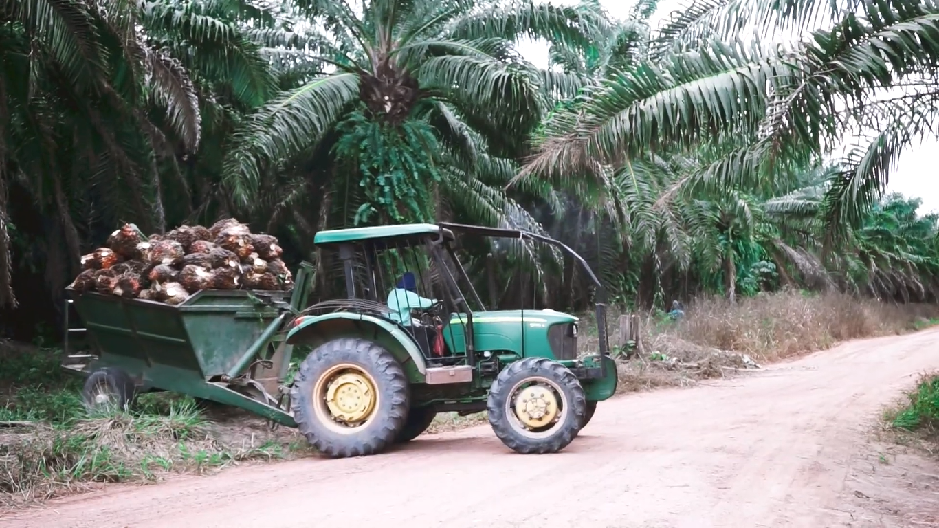 Trabalhadores transportando frutos do dendê