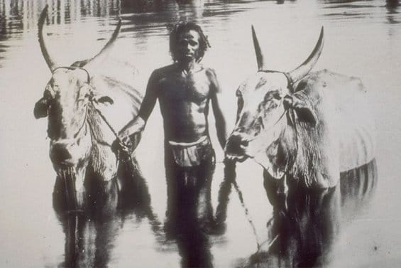bulls