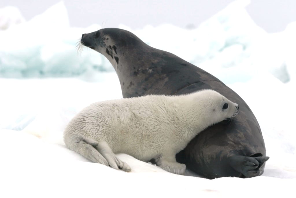 Russian seals